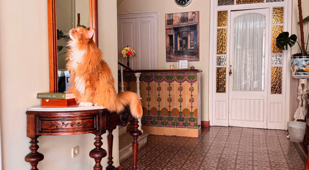 Gata residente en la recepción, uno de los hoteles que admiten mascotas en Sitges con más encanto modernista