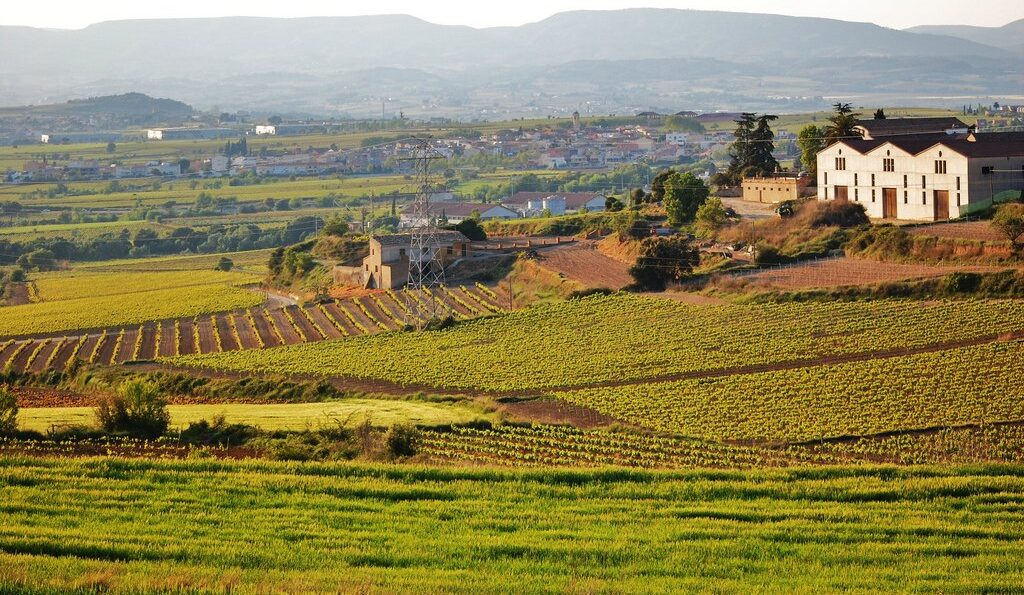 Hileras de viñas del Penedès al sol en la ruta del vino cerca de Sitges