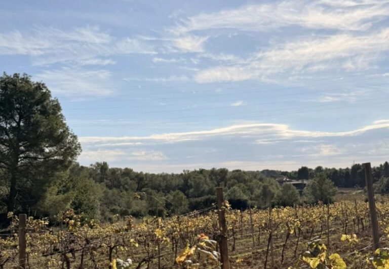 Vineyards of Clos Lentiscus near Sant Pere de Ribes, a romantic getaway near Barcelona