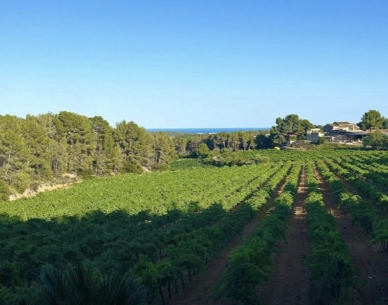 Los viñedos de Clos Lentiscus descendiendo hacia el mar cerca de Sitges